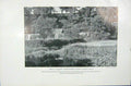 Original Old Vintage Print 1919 Great Yellow Watercress Reed Swamp Photograph