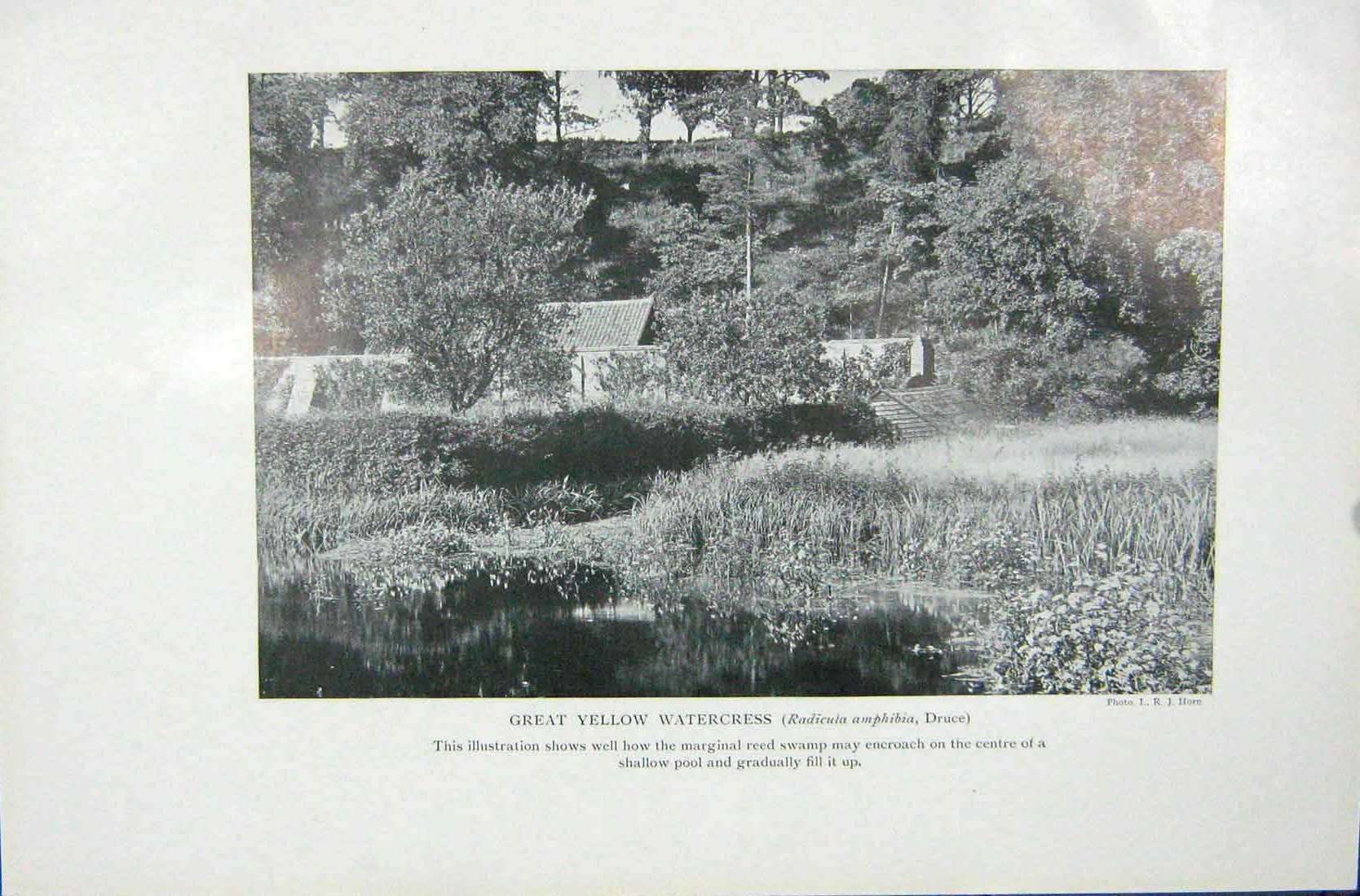 Original Old Vintage Print 1919 Great Yellow Watercress Reed Swamp Photograph