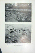 Old Vintage Print 1919 Typical Floating Leaf White Water Lily Buttercup 20th