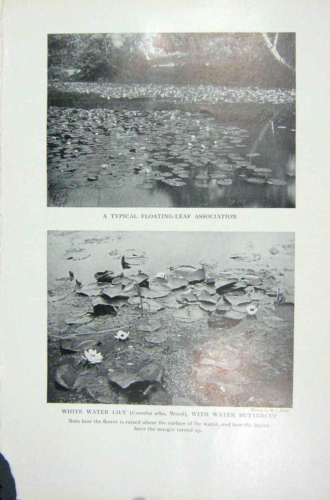 Old Vintage Print 1919 Typical Floating Leaf White Water Lily Buttercup 20th