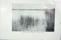 Original Old Vintage Print 1919 Reed Swamp Margin Norfolk Broad Photograph 20th
