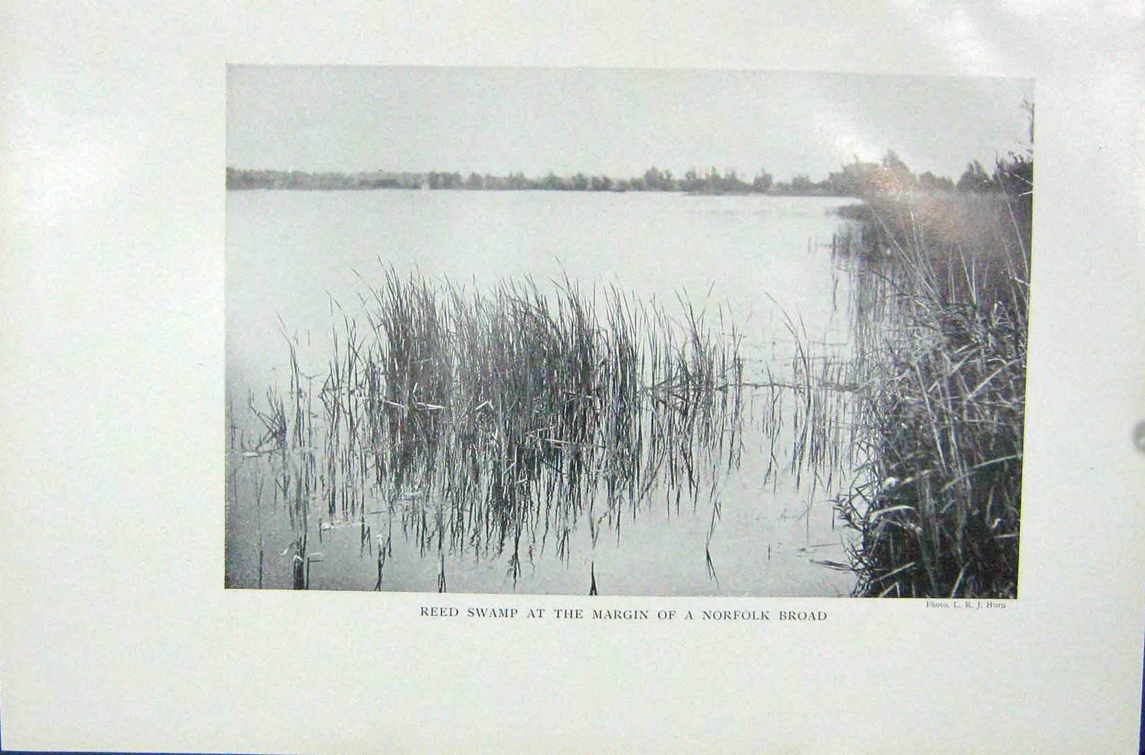 Original Old Vintage Print 1919 Reed Swamp Margin Norfolk Broad Photograph 20th