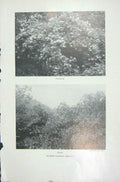 Original Old Vintage Print 1919 Flowers Fruit Elder Sambucus Nigra Nature 20th