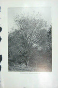 Original Old Vintage Print 1919 Spindlewood Trees Euonymus Europoeus Nature