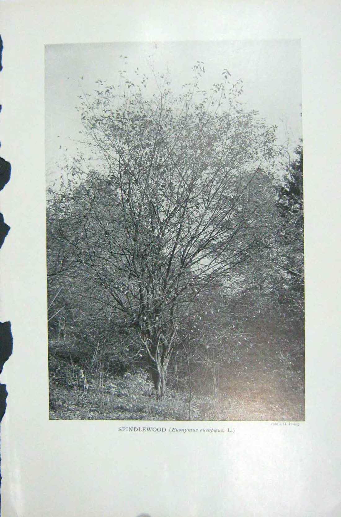 Original Old Vintage Print 1919 Spindlewood Trees Euonymus Europoeus Nature