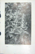 Original Old Vintage Print 1919 Flowers Foxglove Digitalis Purpurea Photograph