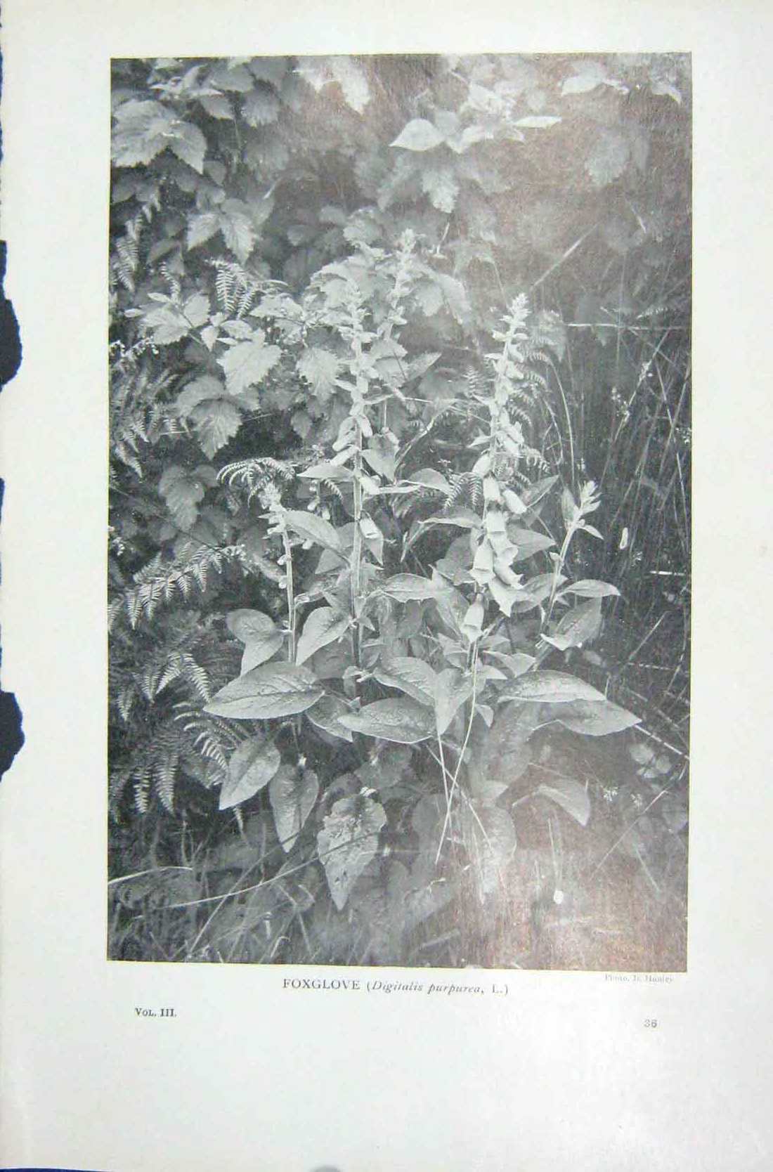 Original Old Vintage Print 1919 Flowers Foxglove Digitalis Purpurea Photograph