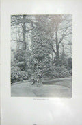 Old Vintage Print 1919 Flowers Ivy Trees Garden Hedera Helix Photograph 20th