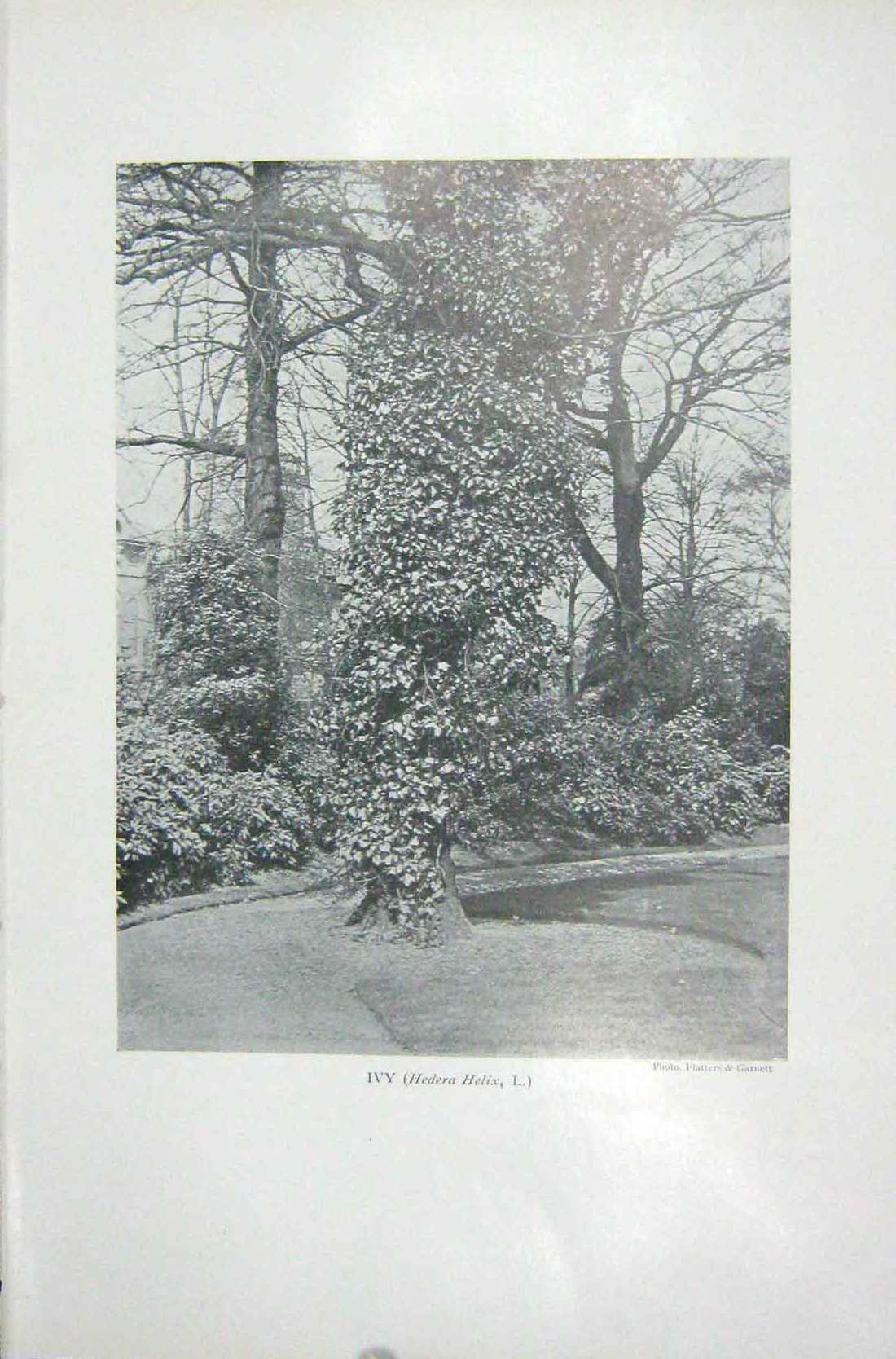 Old Vintage Print 1919 Flowers Ivy Trees Garden Hedera Helix Photograph 20th