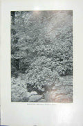 Original Old Vintage Print 1919 Flowers Mountain Ash Pyrus Aucuparia Ehrh Photo
