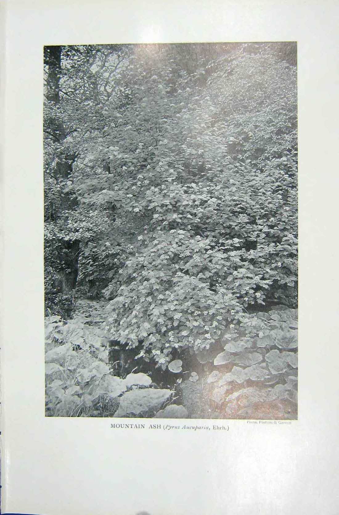 Original Old Vintage Print 1919 Flowers Mountain Ash Pyrus Aucuparia Ehrh Photo