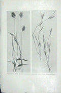 Original Old Vintage Print 1919 Flowers Hedgehog Grass Squirrel Tail Photograph