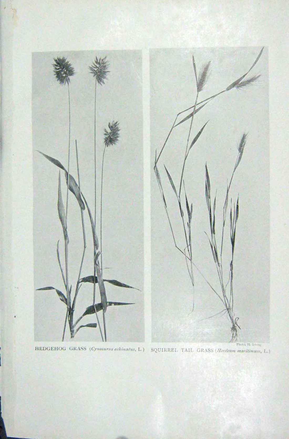 Original Old Vintage Print 1919 Flowers Hedgehog Grass Squirrel Tail Photograph