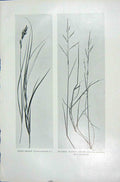 Original Old Vintage Print 1919 Flowers Sand Sedge Seaside Manna Grass Nature
