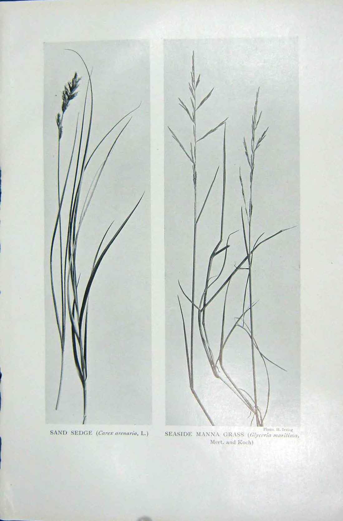 Original Old Vintage Print 1919 Flowers Sand Sedge Seaside Manna Grass Nature