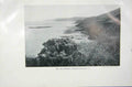 Original Old Vintage Print 1919 Sea Buckthorn Hippophae Rhamnoides Photograph