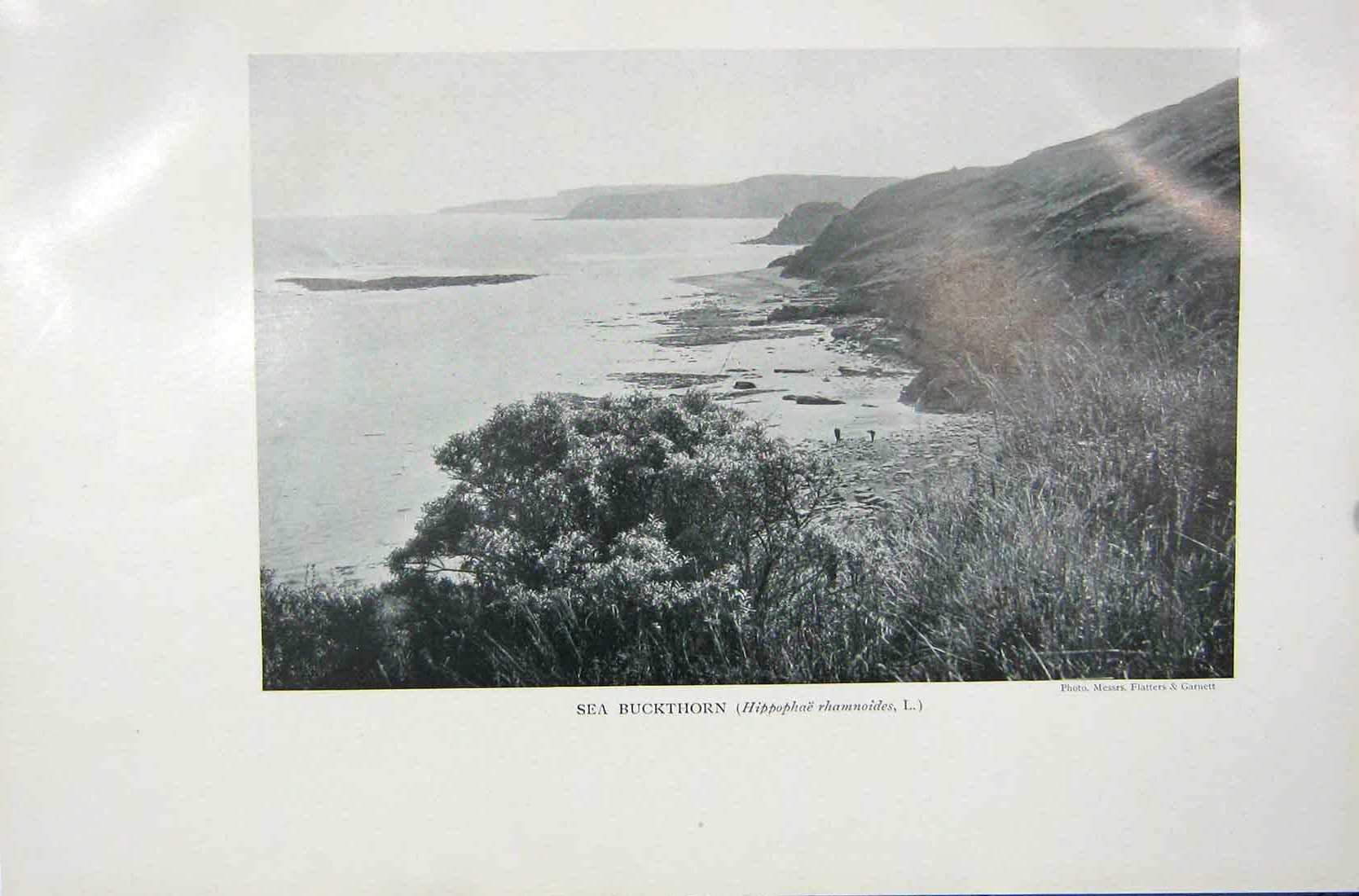 Original Old Vintage Print 1919 Sea Buckthorn Hippophae Rhamnoides Photograph