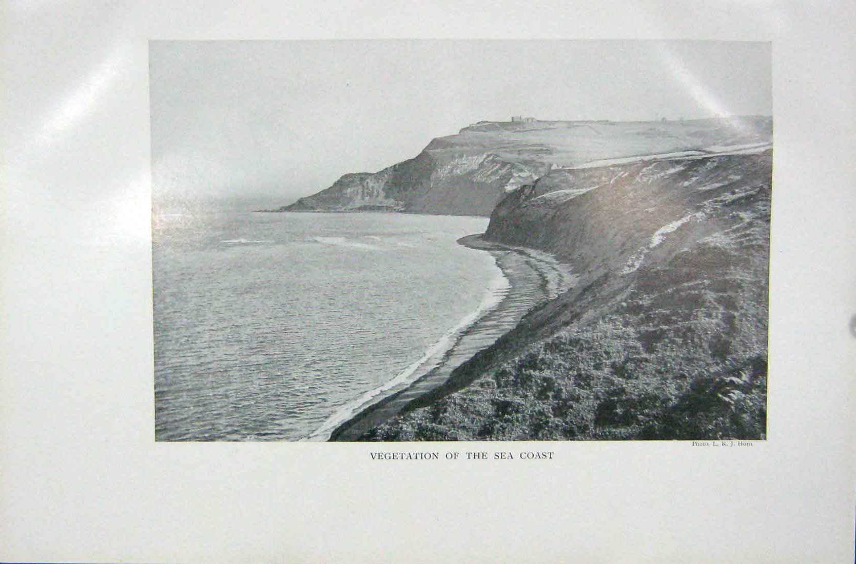 Original Old Vintage Print 1919 Vegetation Sea Coast Cliffs Horn Photograph
