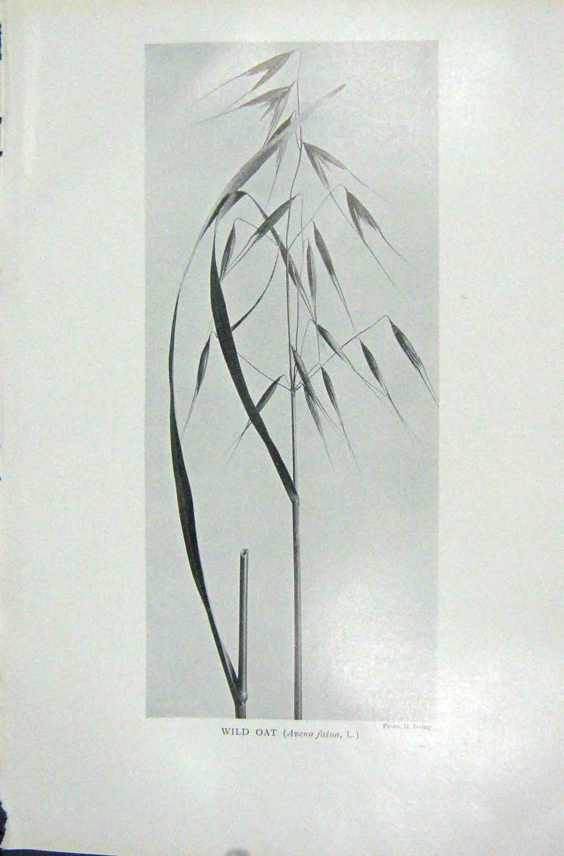 Original Old Vintage Print 1919 Wild Oat Avena Fatua Irving Photograph 20th