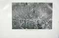 Original Old Vintage Print 1919 Flowers Field Madder Sherardia Arvensis Plant
