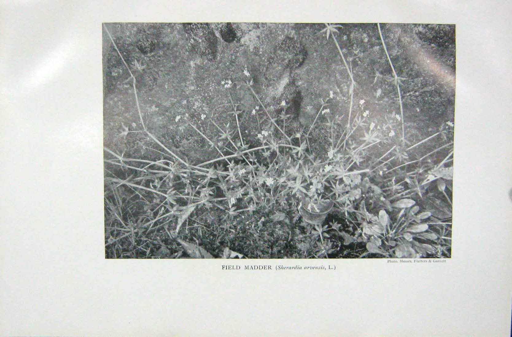 Original Old Vintage Print 1919 Flowers Field Madder Sherardia Arvensis Plant