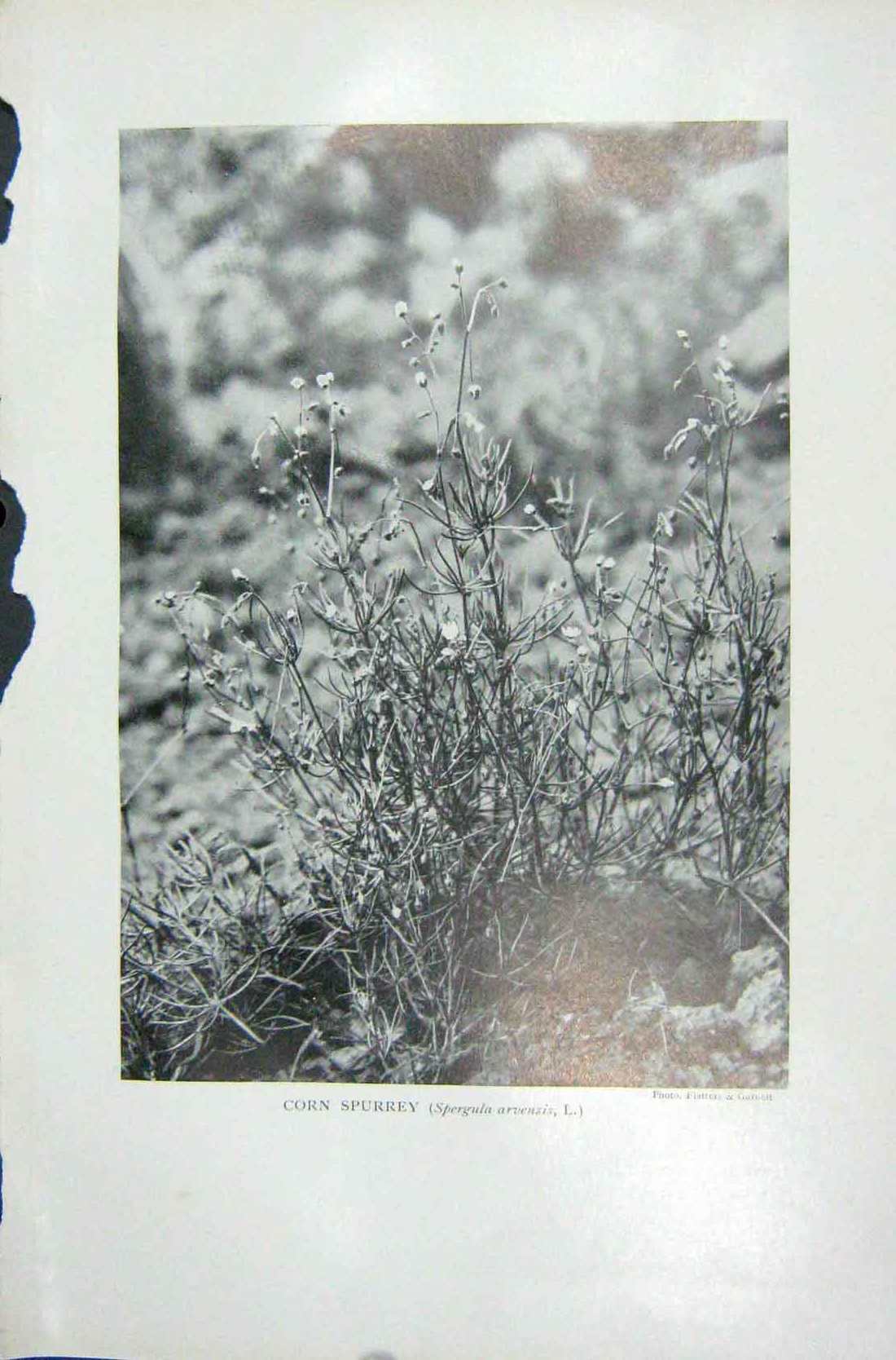 Old Vintage Print 1919 Flowers Corn Spurrey Spergula Arvensis Photofraph 20th