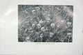 Original Old Vintage Print 1919 Flowers Dandelion Taraxacum Officinale Weber