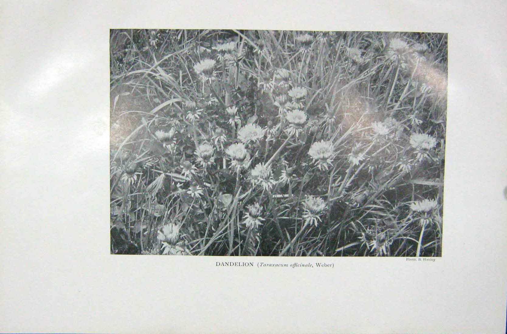 Original Old Vintage Print 1919 Flowers Dandelion Taraxacum Officinale Weber