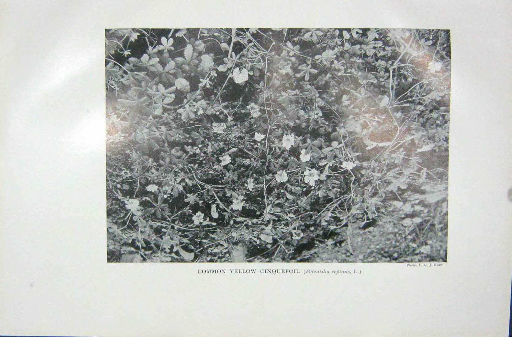 Original Old Vintage Print 1919 Flowers Common Yellow Cinquefoil Potentilia