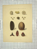 Original Old Antique Print Calculous Concretions Common Sheep Ox Pig Colour