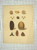 Old Antique Print Ref.3 Calculous Concretions Common Sheep Ox Pig Colour