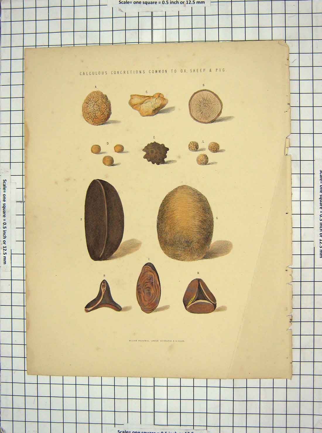 Old Antique Print Ref.3 Calculous Concretions Common Sheep Ox Pig Colour