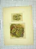 Original Old Antique Print Colour Green Plants Foregrounds Delamotte