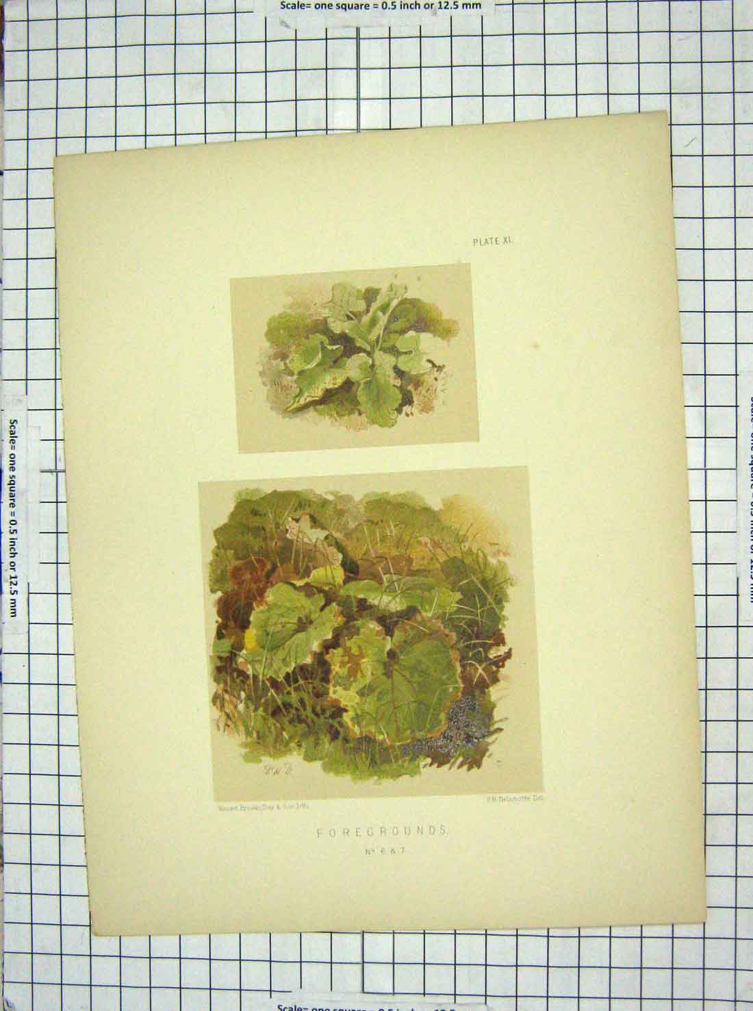 Original Old Antique Print Colour Green Plants Foregrounds Delamotte
