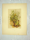 Original Old Antique Print Colour Foreground Green Plants Delamotte