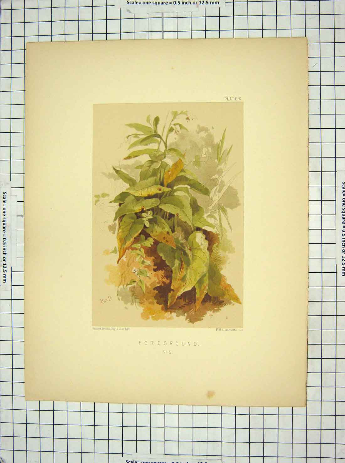 Original Old Antique Print Colour Foreground Green Plants Delamotte