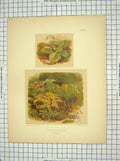 Original Old Antique Print Foregrounds Green Plants Nature Delamotte Brooks