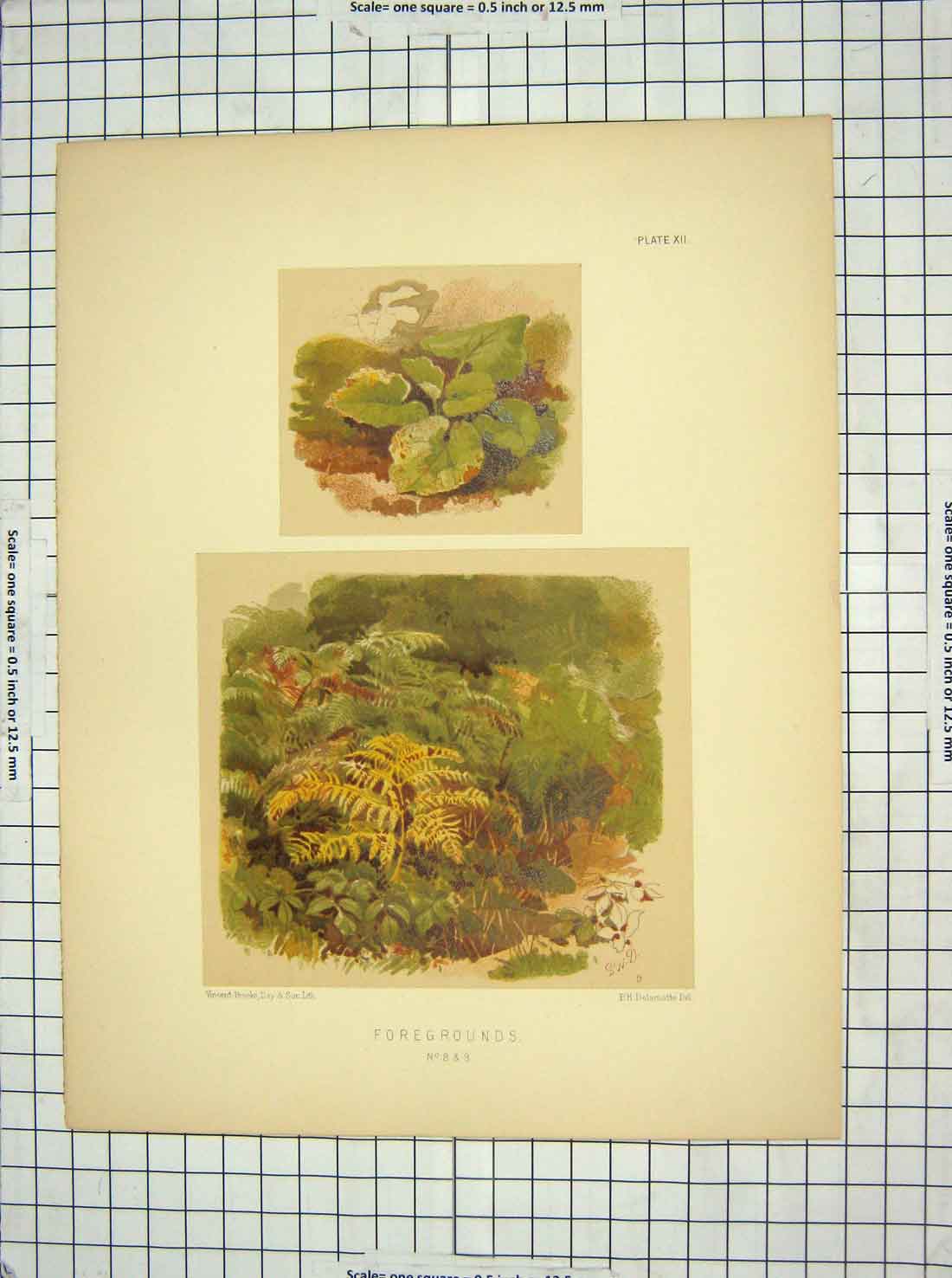 Original Old Antique Print Foregrounds Green Plants Nature Delamotte Brooks