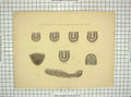 Original Old Antique Print Age Sheep Indicated Teeth Molars William Mackenzie
