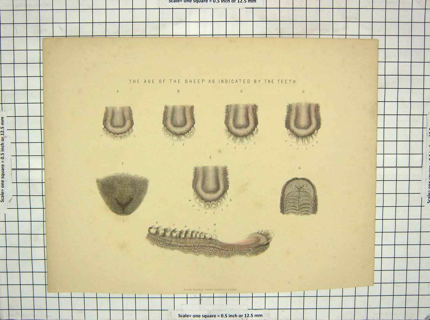 Original Old Antique Print Age Sheep Indicated Teeth Molars William Mackenzie