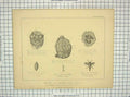 Old Antique Print Anatomy Abdominal Viscera Kidneys Gadfly Kidneys Larvae