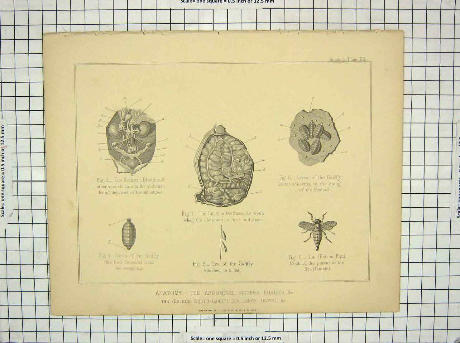 Old Antique Print Anatomy Abdominal Viscera Kidneys Gadfly Kidneys Larvae