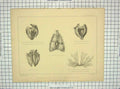 Old Antique Print Anatomy Horse Thoracic Viscera Heart Lungs Veins Cowan