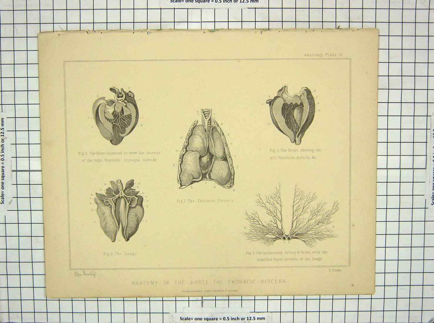 Old Antique Print Anatomy Horse Thoracic Viscera Heart Lungs Veins Cowan