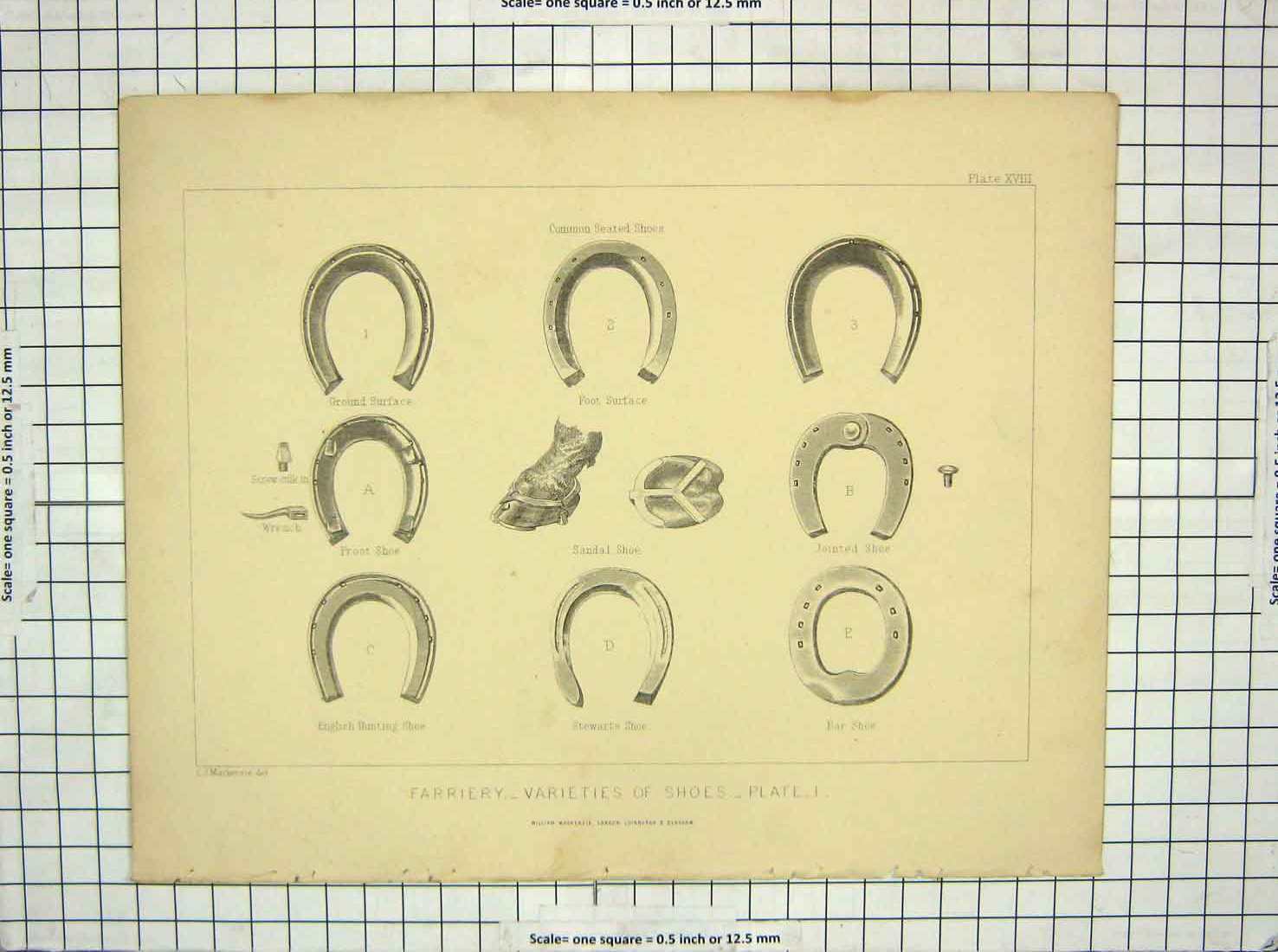 Original Old Antique Print Farriery Vareity Shoes Stewarts Hunting Bar Jointed