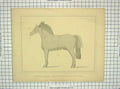 Original Old Antique Print Porportions Thorough-Bred Cart Horse