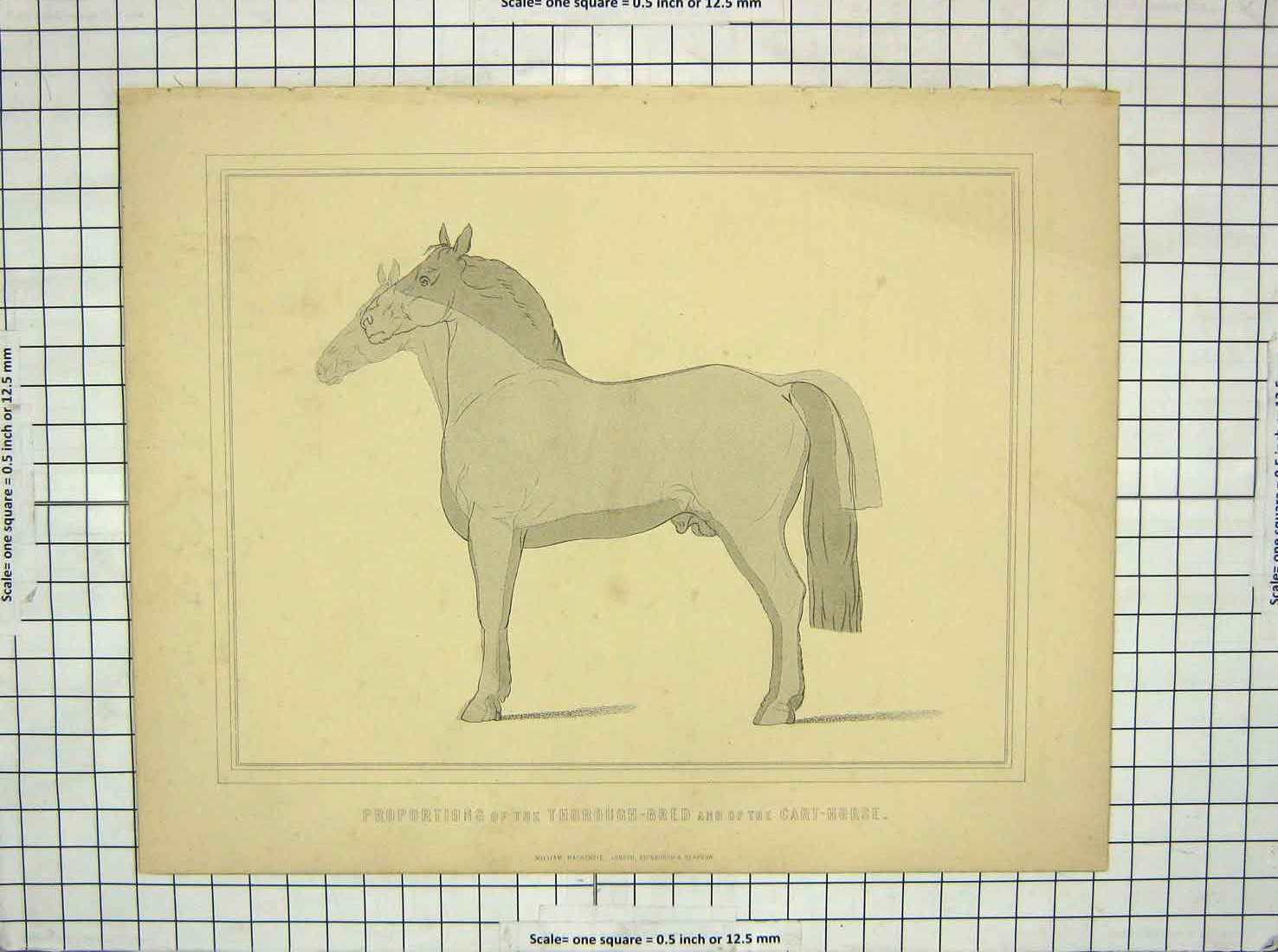 Original Old Antique Print Porportions Thorough-Bred Cart Horse