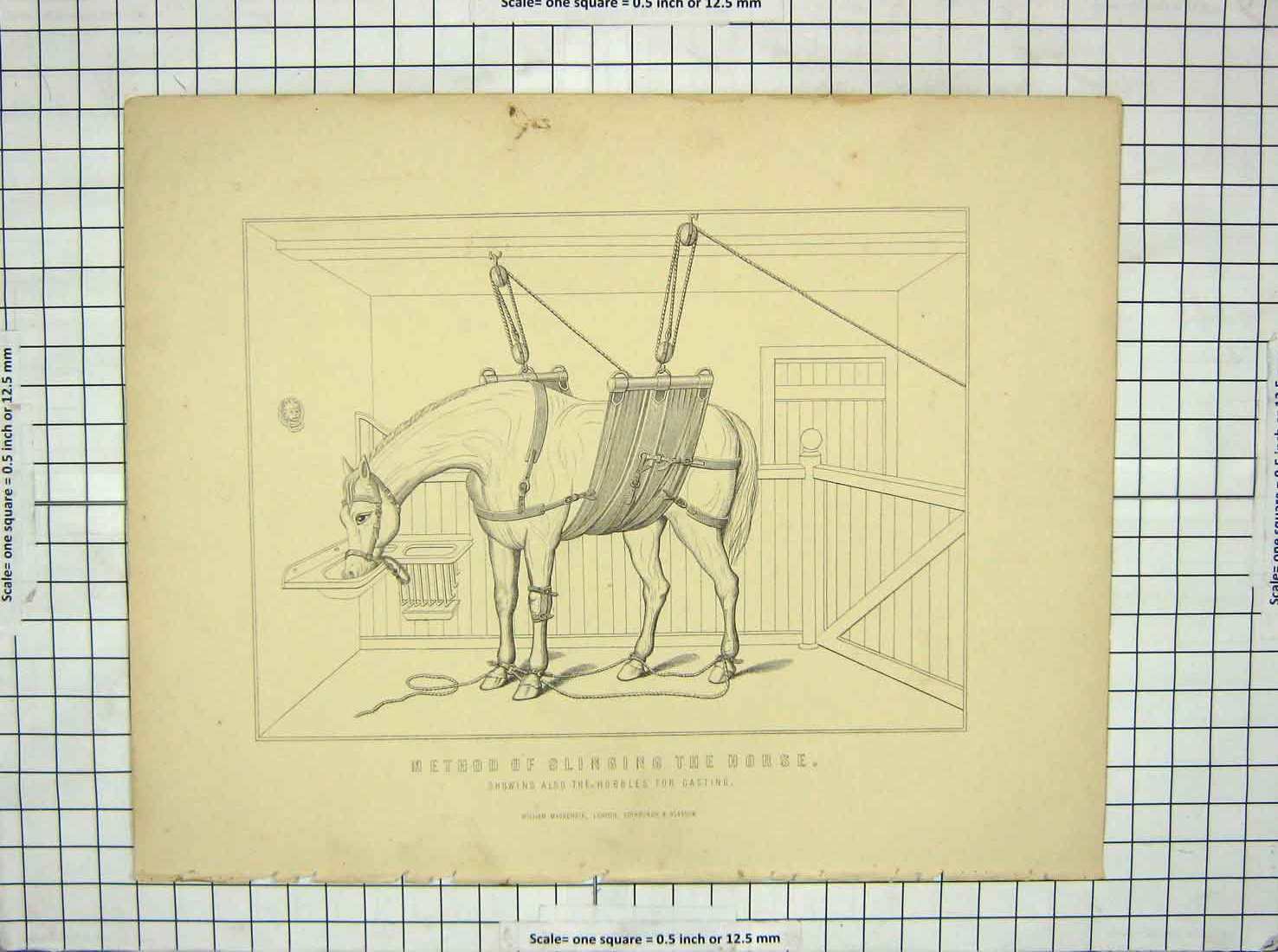 Original Old Antique Print Method Slinging Horse Hobbles Casting
