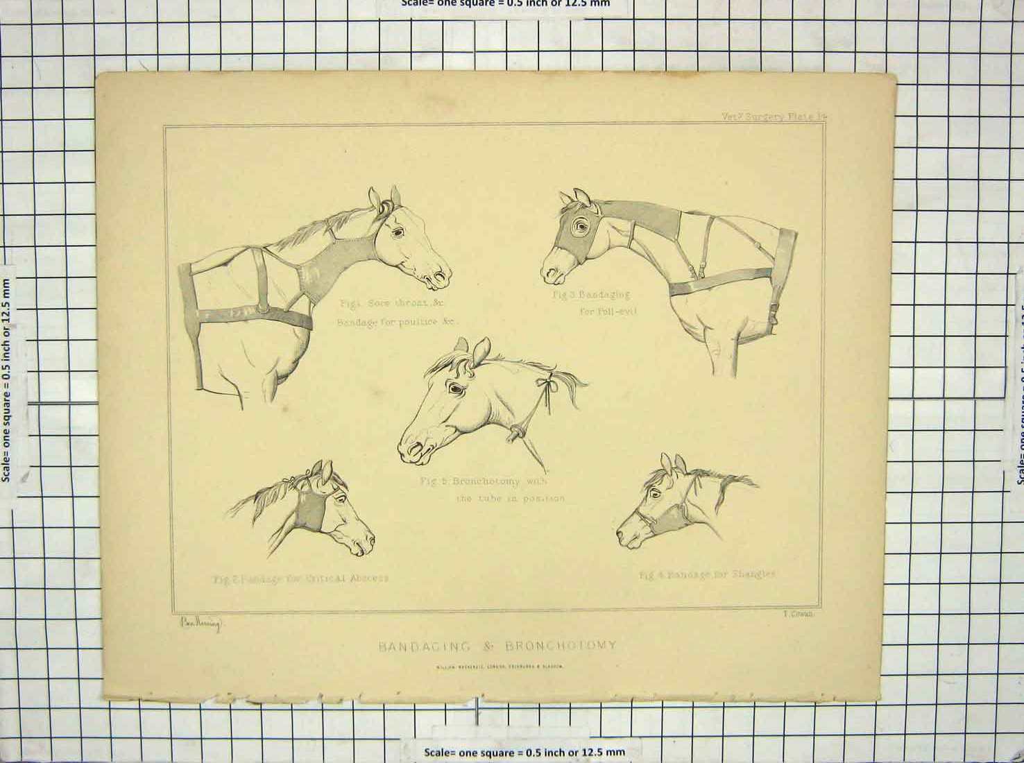 Original Old Antique Print Bandaging Bronchotomy Horse Poll-Evil Shangles