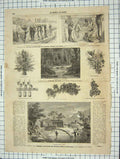 Original Old Antique Print Grapes Monde Des Bois Sainte-Nothburg France Flowers